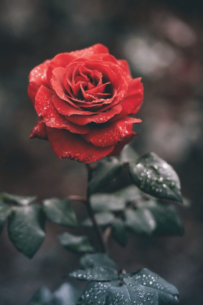 red rose with droplets